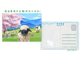 清境農場羊主題(明信片)