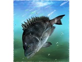 黑鯛(魚類)插畫設計